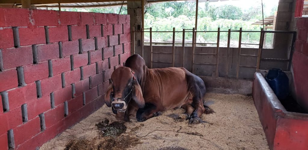 Bonao and its equestrian tourism | De Último Minuto English