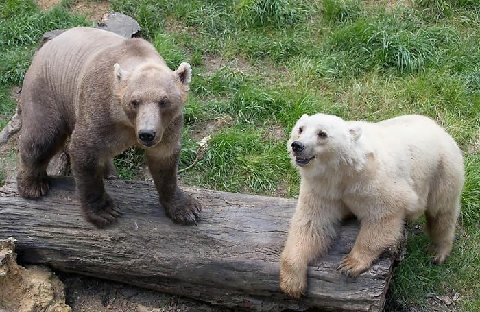 Pregon Agropecuario :: Osos polares y pardos: dos especies distintas con un  pasado entrelazado - Reino animal - Animales Diversos