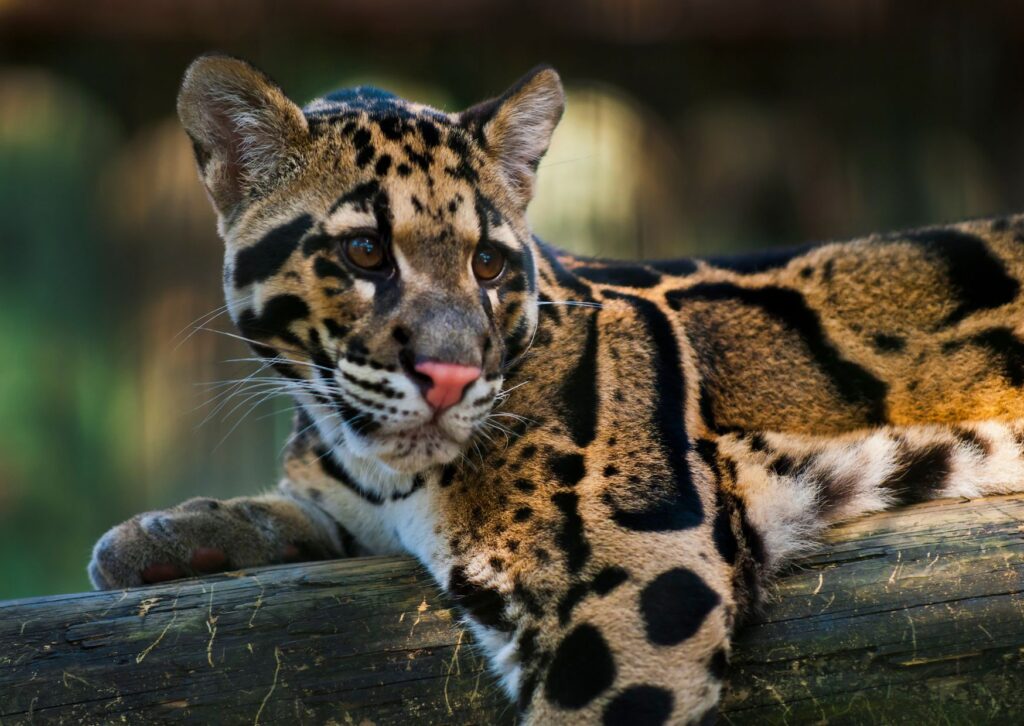 4 de agosto: Día Internacional del Leopardo Nublado, un llamado a la conservación de una especie majestuosa - Noticias de hoy en República Dominicana | De Último Minuto