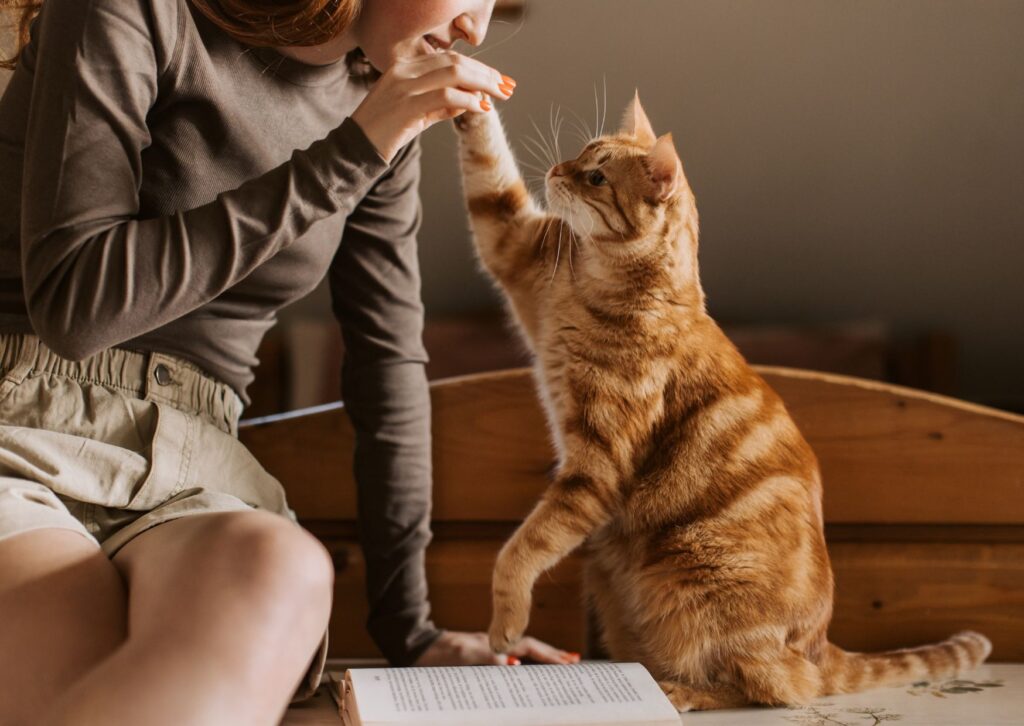 August 8: International Cat Day, a celebration for our feline companions | 4 | Gato