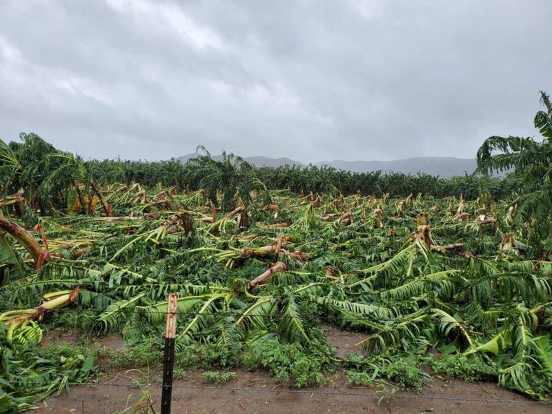 Pérdidas en agricultura superan los 100 millones de dólares en Puerto Rico