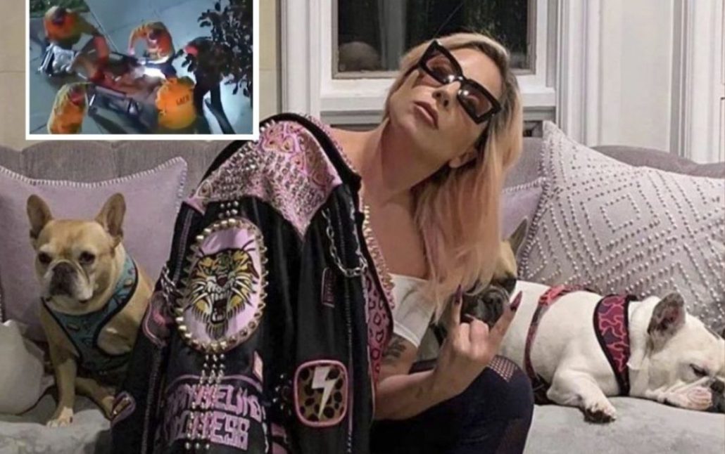 ¡Por dos perros! Hombre enfrentará 21 años de cárcel por robar mascotas a Lady Gaga