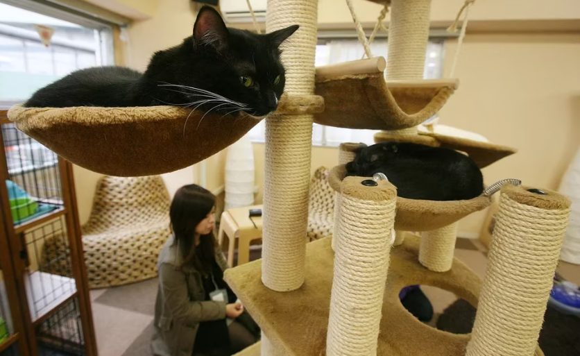 Los gatos también facturan: aseguran aportaron más de 14 mil millones dólares a economía japonesa en 2022 - Noticias de hoy en República Dominicana | De Último Minuto