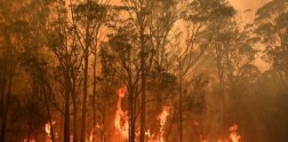 Incendios forestales en Australia