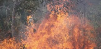 Bolivia informa de siete incendios forestales, dos dentro de sus reservas naturales