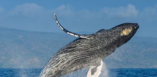 Estudio revela ballenas desarrollaron sus enormes tamaños hace 19 millones de años