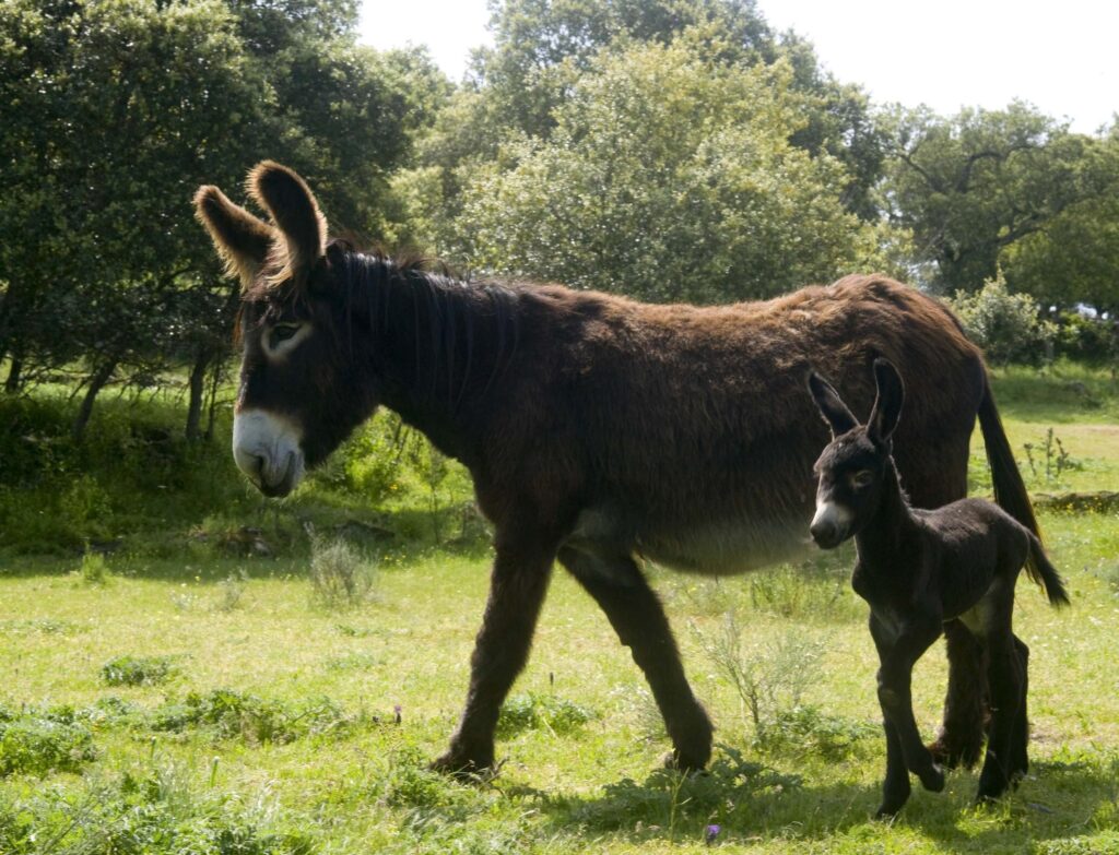 May 8 is World Donkey Day | 3 | May 8 is World Donkey Day | De Último Minuto English