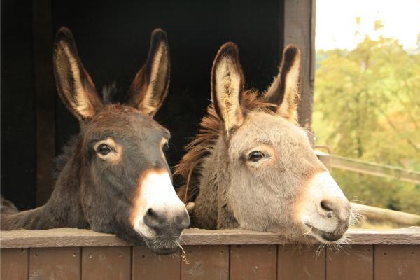 May 8 is World Donkey Day | 4 | May 8 is World Donkey Day | De Último Minuto English