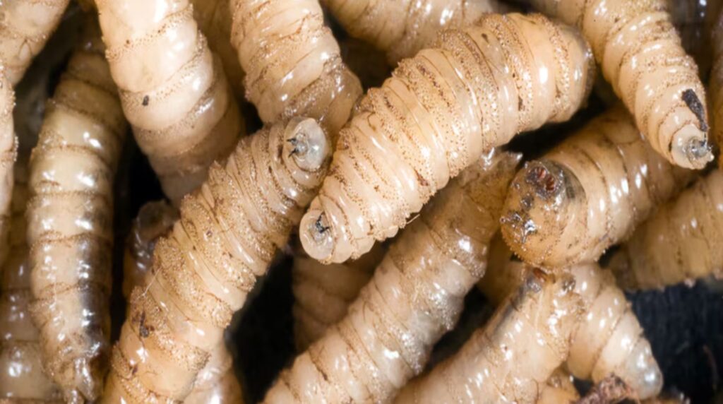 What is screwworm myiasis, a livestock disease that affects humans? | De Último Minuto English