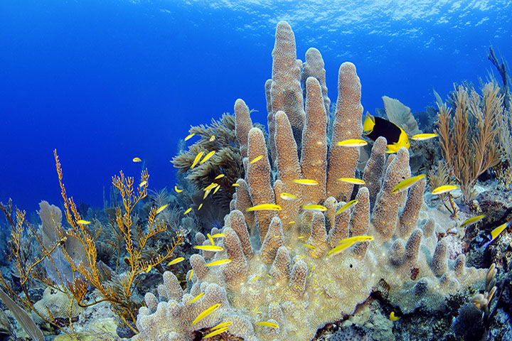 World Day of c | 2 | World Day of c | De Último Minuto English