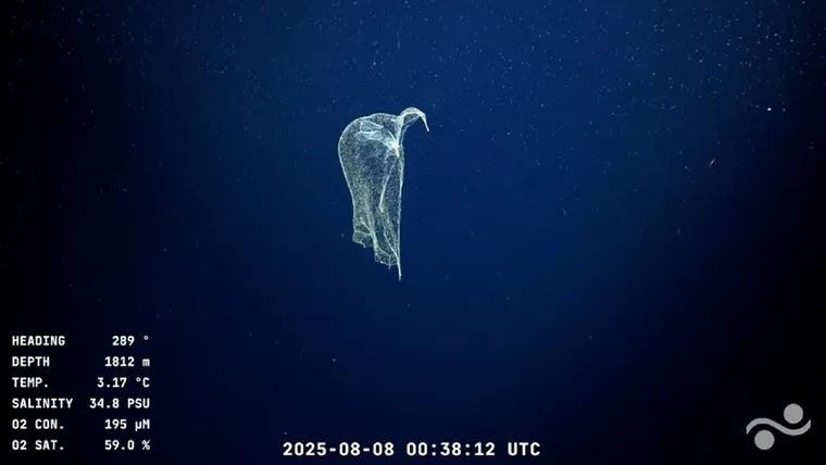 Conicet despide streaming del fondo del mar con más de 70 mil espectadores | 7 | Conicet despide streaming del fondo del mar con más de 70 mil espectadores - Noticias de hoy en República Dominicana | De Último Minuto