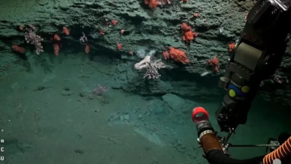 Conicet despide streaming del fondo del mar con más de 70 mil espectadores | 2 | Conicet