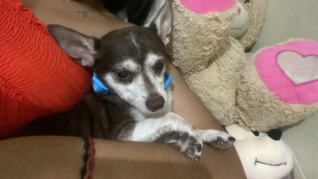 Report of missing canine named "Simba", family asks for help to find him | De Último Minuto English