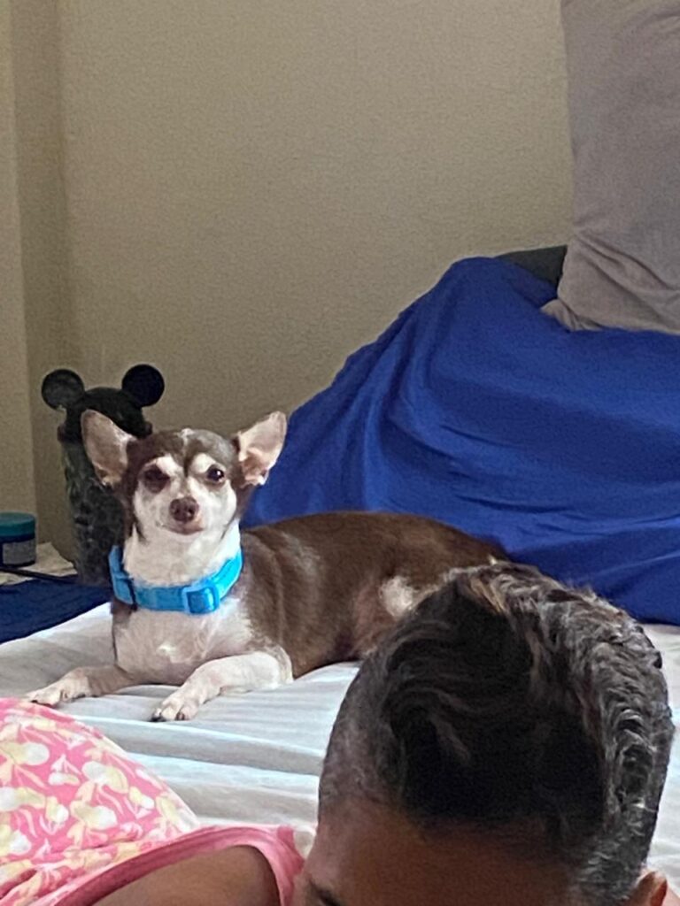 Report of missing canine named "Simba", family asks for help to find him | De Último Minuto English