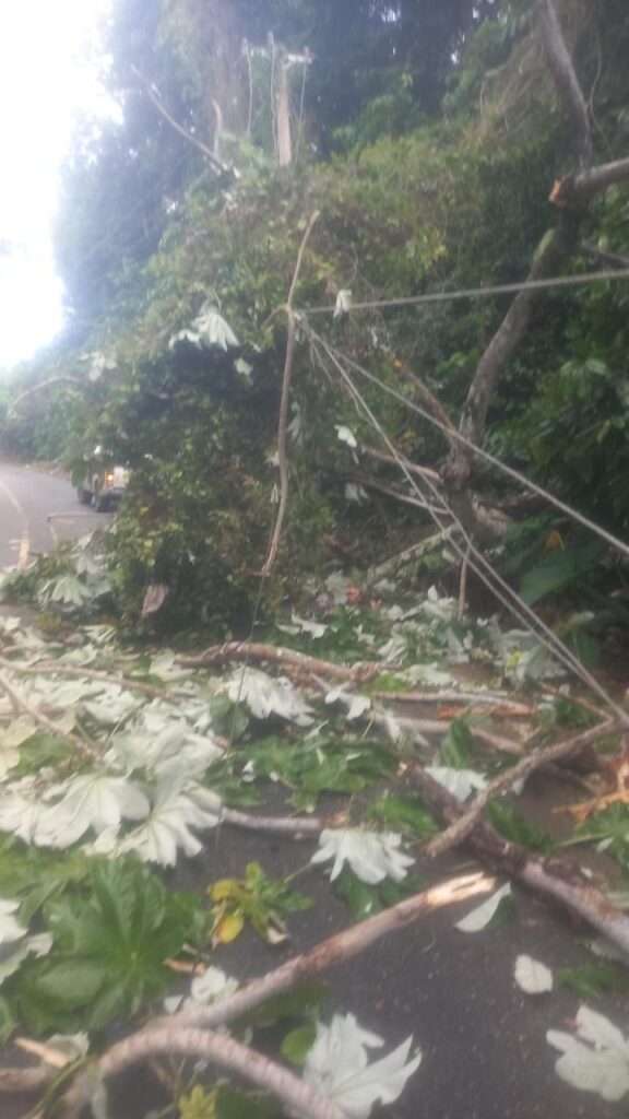 Strong winds cause damage to 11 EDENORTE circuits; 38 thousand customers affected in the Cibao | De Último Minuto English