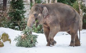 Berlin Zoo recycles Christmas trees and serves them to its animals | De Último Minuto English