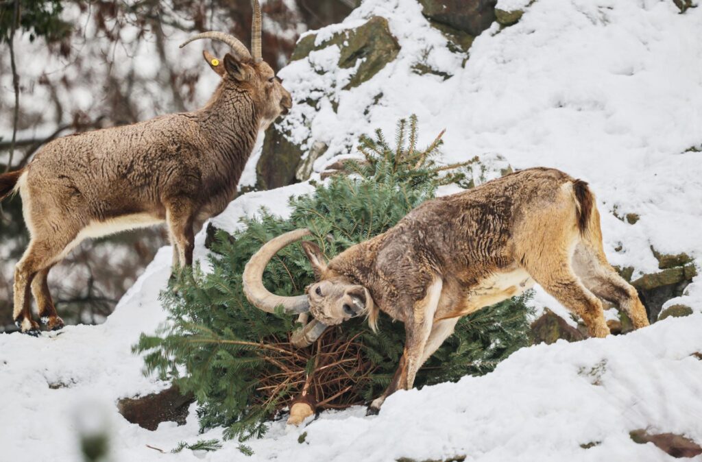Berlin Zoo recycles Christmas trees and serves them to its animals | De Último Minuto English