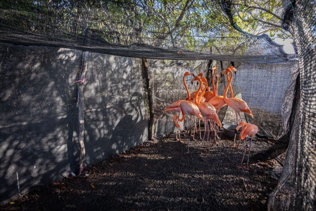 Zoológico dominicano libera 12 flamencos en Salinas de Baní | 1 | Zoológico dominicano libera 12 flamencos en Salinas de Baní - Noticias de hoy en República Dominicana | De Último Minuto