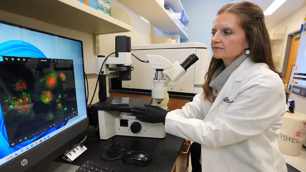 They discover a blood protein that could stop the advance of pancreatic cancer | De Último Minuto English