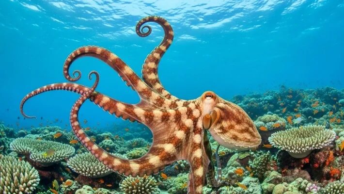 9 mind-blowing facts that will blow your mind in 2026 and almost nobody knows | De Último Minuto English