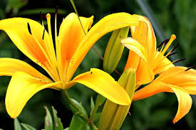 Flores amarillas, el detalle que todos esperan el 21 de marzo - Noticias de hoy en República Dominicana | De Último Minuto