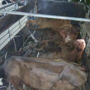 Two men arrested and five stolen cattle recovered in Juan de Herrera, San Juan | 3 | Two men arrested and five stolen cattle recovered in Juan de Herrera, San Juan | De Último Minuto English