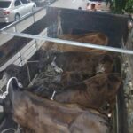 Two men arrested and five stolen cattle recovered in Juan de Herrera, San Juan | 5 | Two men arrested and five stolen cattle recovered in Juan de Herrera, San Juan | De Último Minuto English