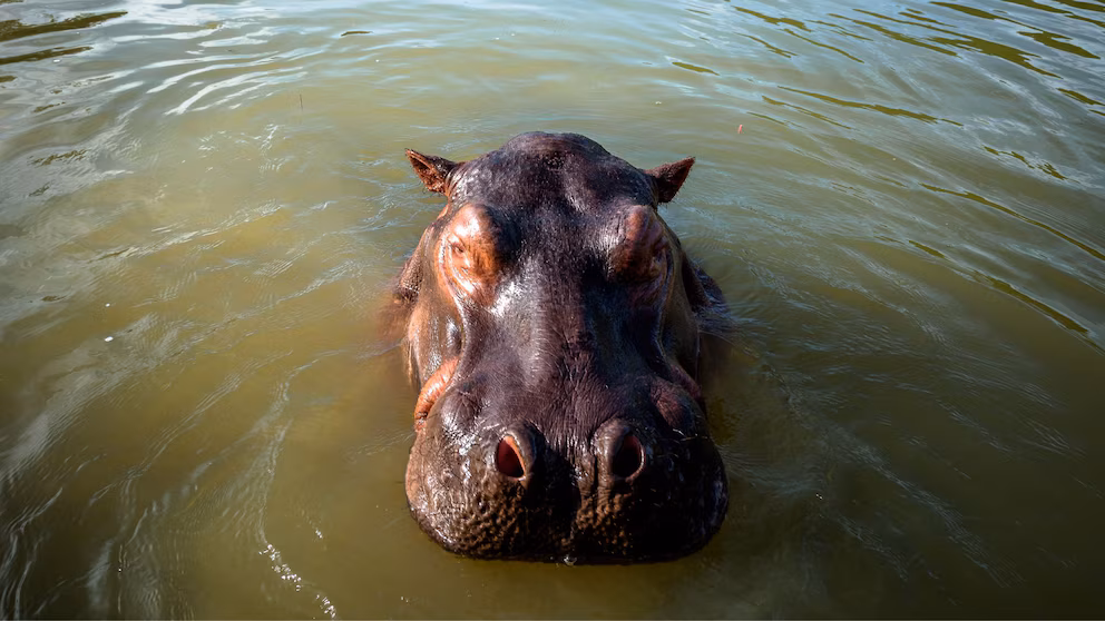 Indian billionaire proposes moving Pablo Escobar's hippos to avoid their slaughter | De Último Minuto English