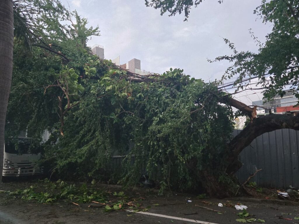 Collapsed walls, affected vehicles and sidewalks with branches: the balance of the strong wind in the National District | De Último Minuto English