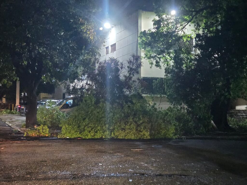 Collapsed walls, affected vehicles and sidewalks with branches: the balance of the strong wind in the National District | De Último Minuto English