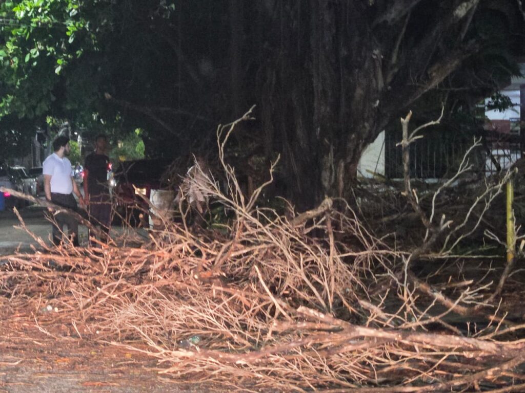 Collapsed walls, affected vehicles and sidewalks with branches: the balance of the strong wind in the National District | De Último Minuto English