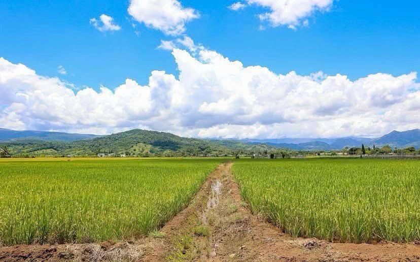 President leads opening of the 2026 Rice Harvest in Monseñor Nouel | De Último Minuto English