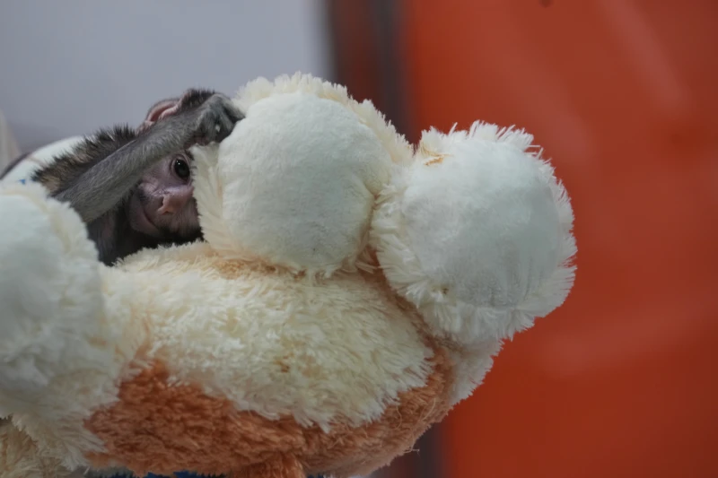 Introducing Yuji, the little Mexican monkey who finds comfort in a stuffed animal | De Último Minuto English
